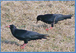 Cornish Chough