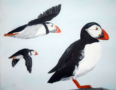 puffins